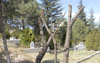 Kocatepe Mezarlığı’nda yapılan ağaç