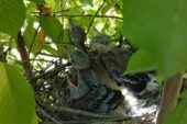 Kuşlar için hasadı durdurdu – Kocatepe Gazetesi
