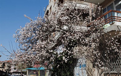 Bahar dalları çiçek açtı – Kocatepe Gazetesi