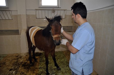 Yaralı bulunan yılkı atı AKÜ’de tedavi ediliyor
