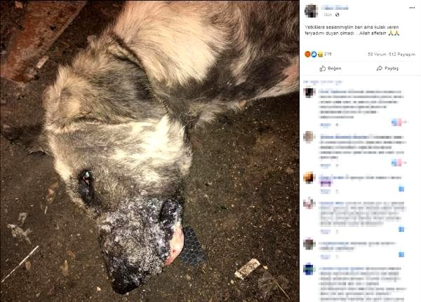 Afyonkarahisar’da, ölü sokak köpeğinin