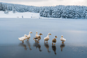 Akdağ Göleti buz tuttu, ördekler göl üzerinde kameralara poz verdi