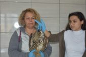 Yaralı bulunan Puhu kuşu tedavi altına alındı