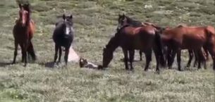 Yılkı atının doğum anı saniye saniye görüntülendi