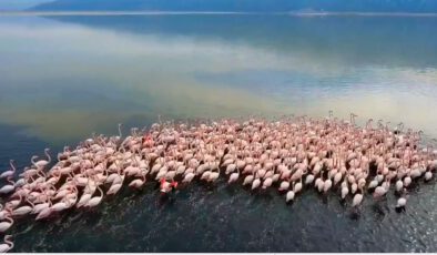 Afyon-Acıgöl’de flamingolar böyle görüntülendi