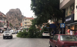 Şiddetli rüzgar ağaç devirdi