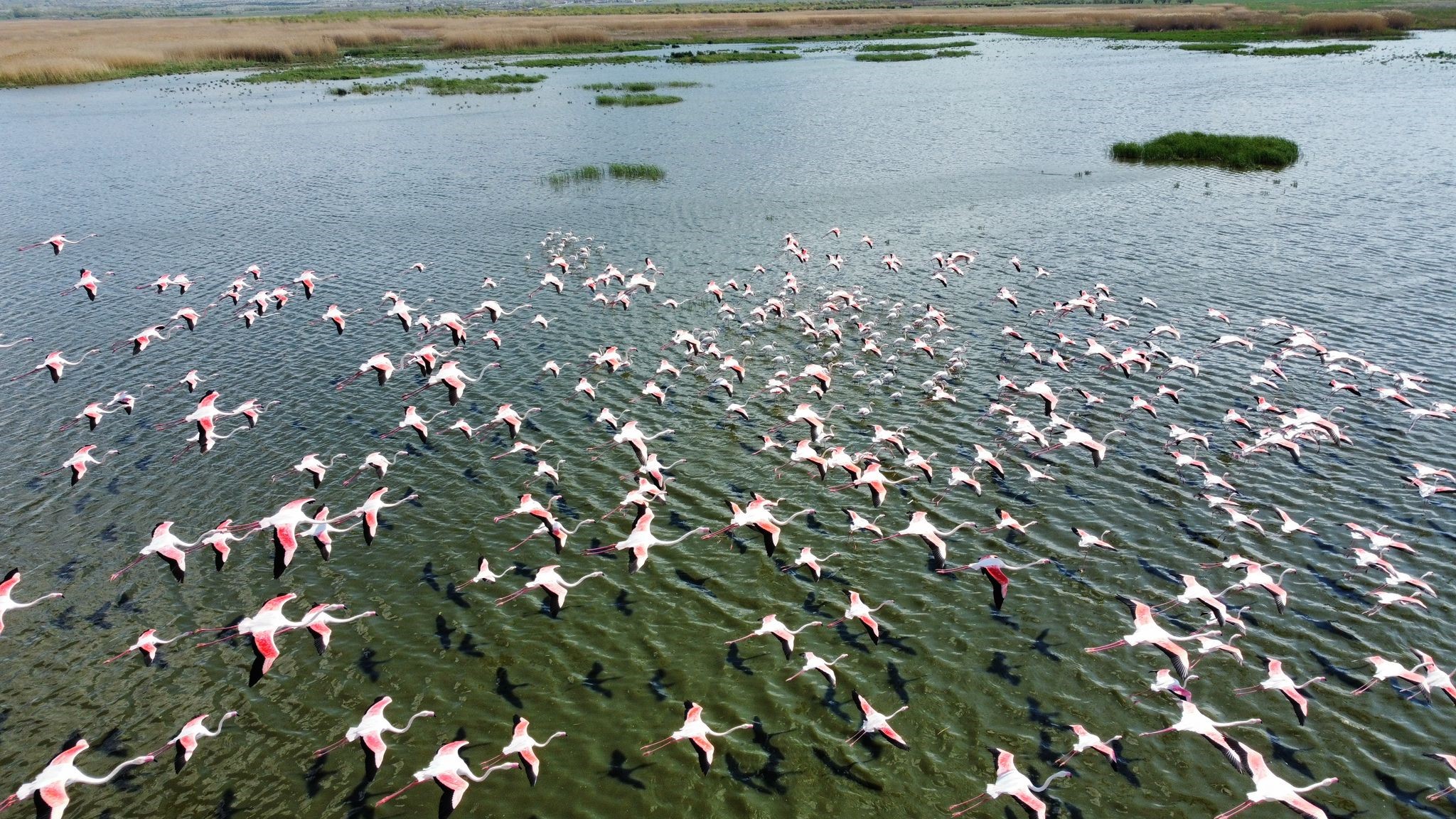 Flamingolar göç yolundayken Afyon’da görüntülendi