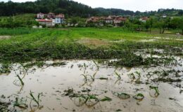 Sağanak yağış sonrası tarım arazileri sular altında kaldı