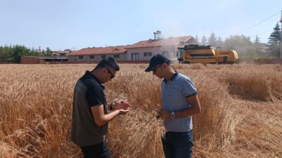 Reis buğday çeşidinin hasan kontrolü yapıldı