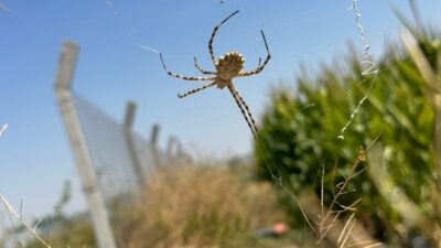 Dünyanın en zehirli örümceklerinden birisi olan ‘argiope lobata’ Afyon’da görüldü