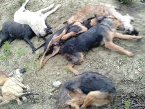Köpek Katliamı…