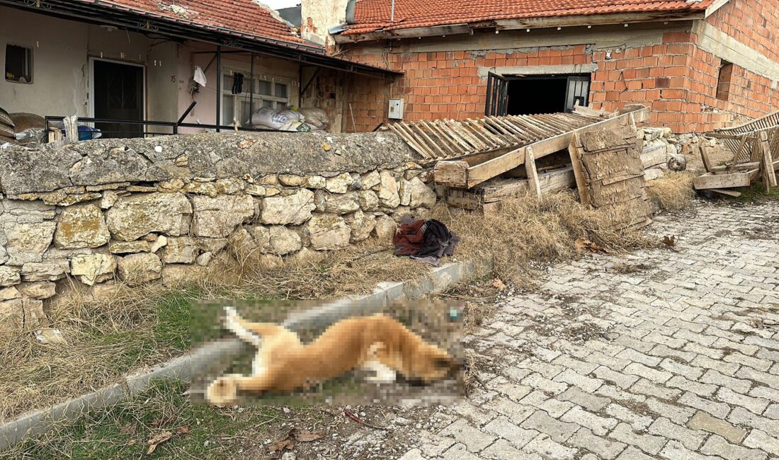 Afyonkarahisar'da beslediği köpeği evinin