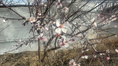 Afyon’da Yalancı Bahara Aldanan Ağaçlar Çiçek Açtı