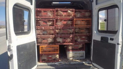 Afyon’da Kaçak Tavuk Taşıyan Şahsa 29 Bin TL Ceza