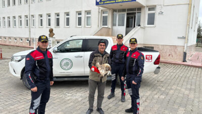 Afyon’da Yaralı Kızıl Şahini Jandarma Ekipleri Buldu