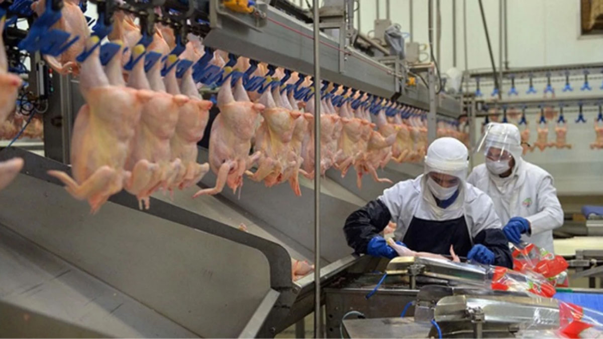 Tavuk eti ihracatı aylık bazda azami 10 bin ton, toplamda ise 80 bin ton olacak şekilde sınırlandırıldı